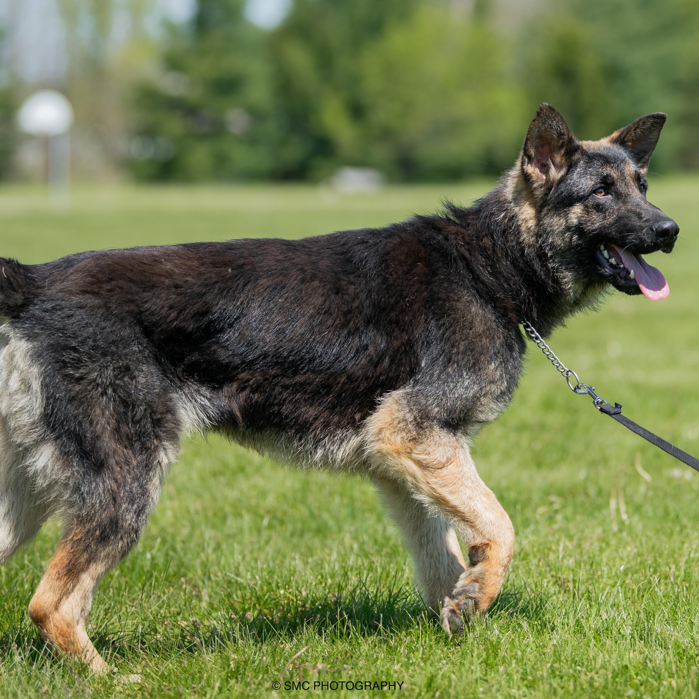 Lox, a Adoptable German Shepherd Dog in Macomb Twp, MI image 3/6