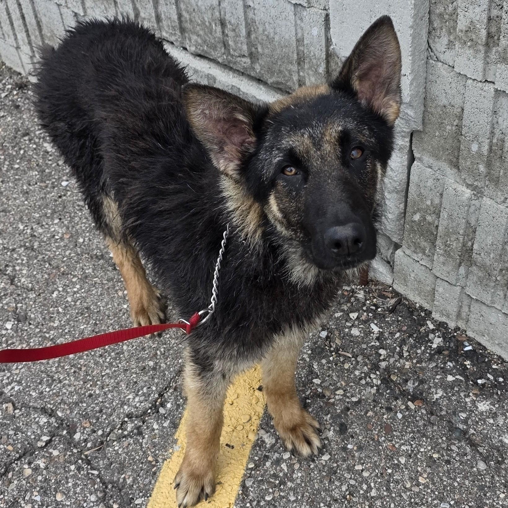 Enlarge Lox, a Adoptable mixed breed in Macomb Twp, MI image 3/6