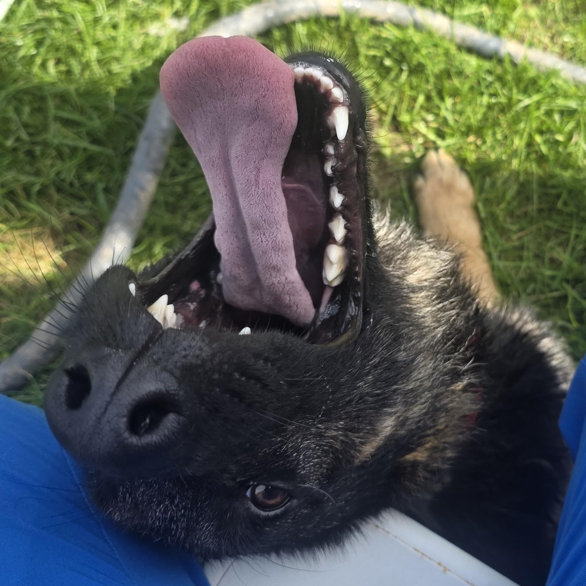 Enlarge Lox, a Adoptable mixed breed in Macomb Twp, MI image 4/6