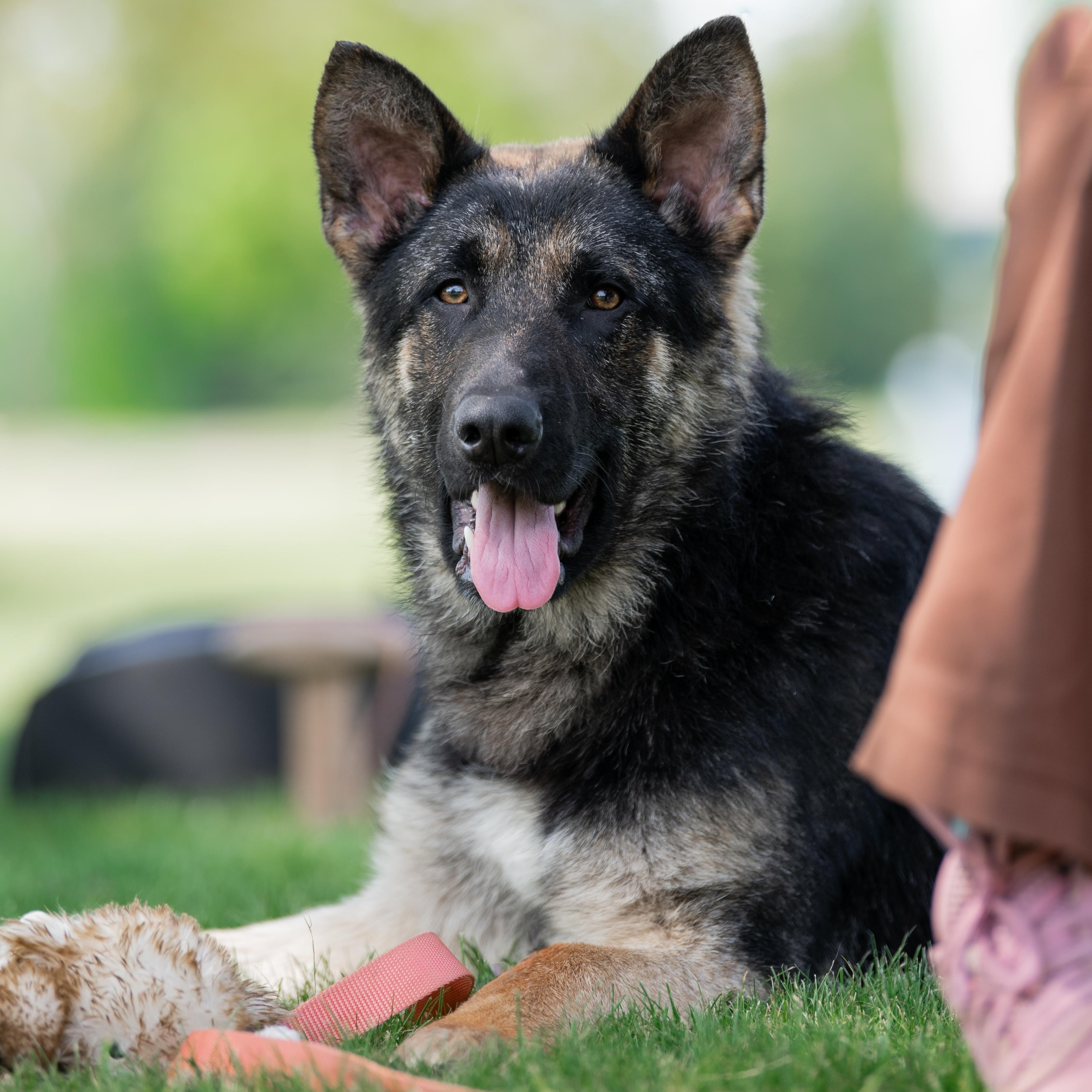 Lox, a Adoptable German Shepherd Dog in Macomb Twp, MI image 4/6