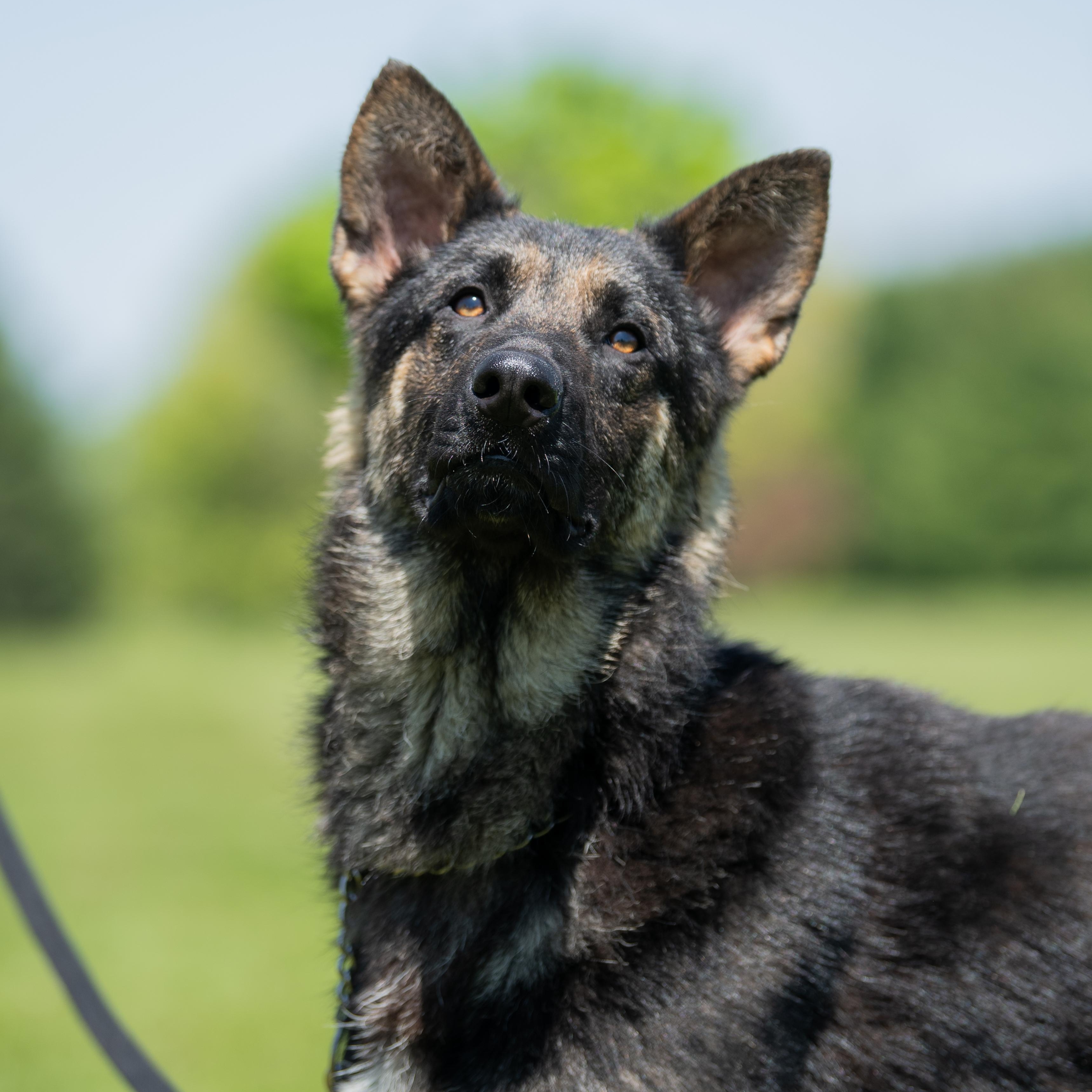 Lox, Adoptable, Adult Male German Shepherd Dog.