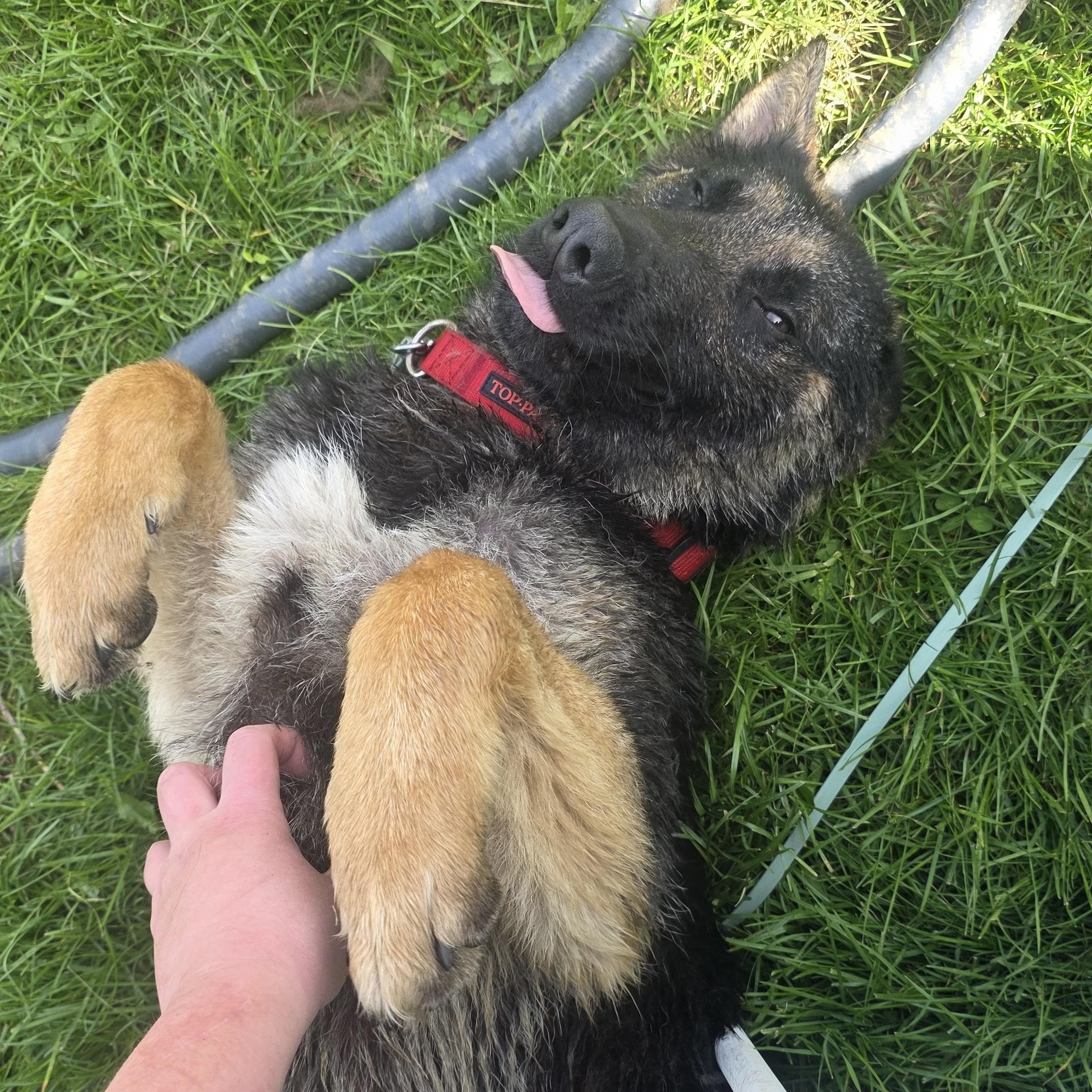 Enlarge Lox, a Adoptable mixed breed in Macomb Twp, MI image 2/6