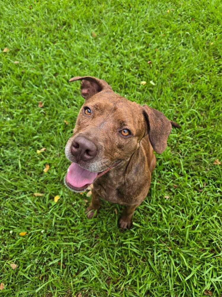 Treasure, a Adoptable mixed breed in Monroe, LA image 2/2