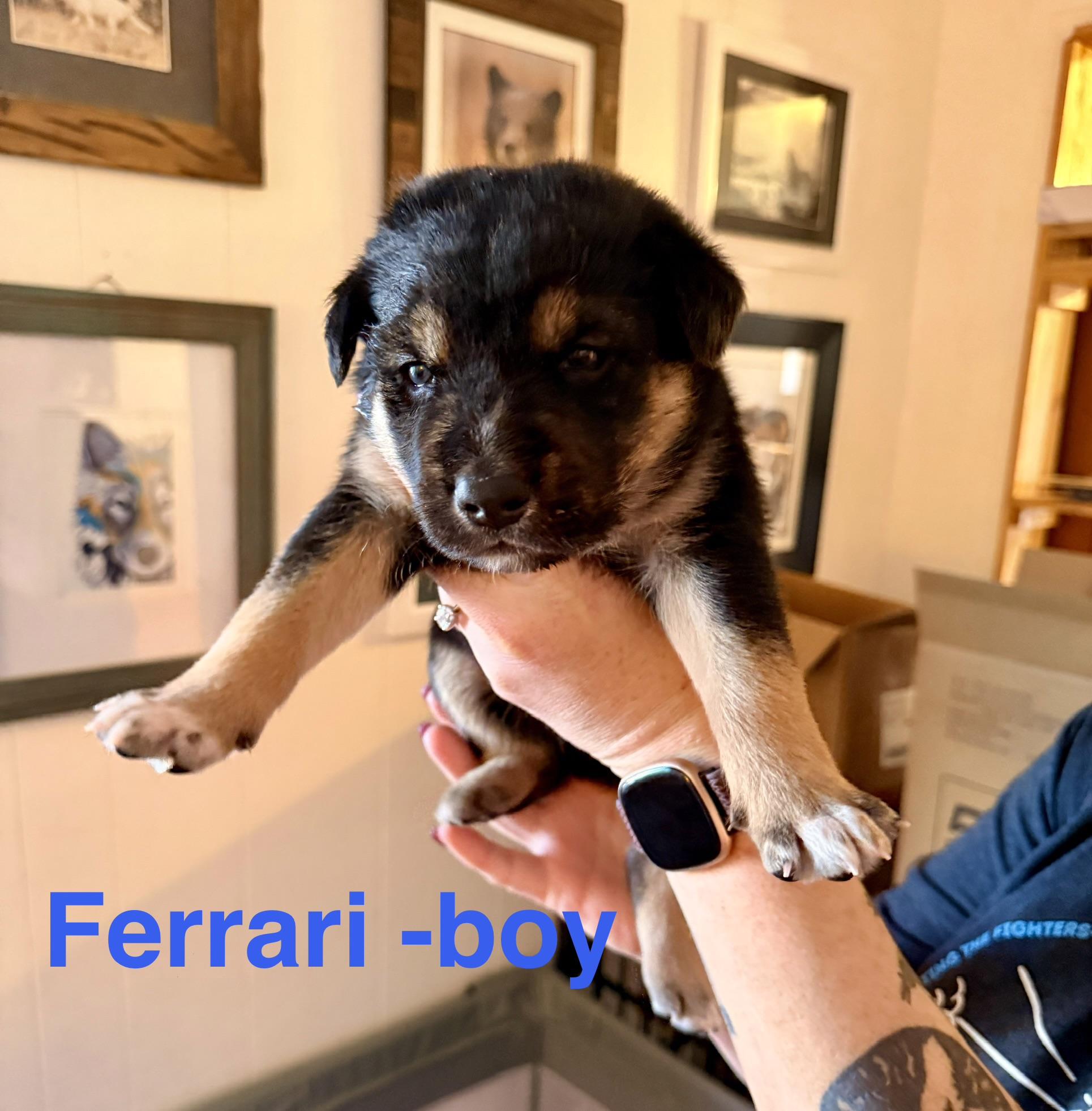 60Seconds-Ferrari, Adopted, Young Male Catahoula Leopard Dog & German Shepherd Dog.