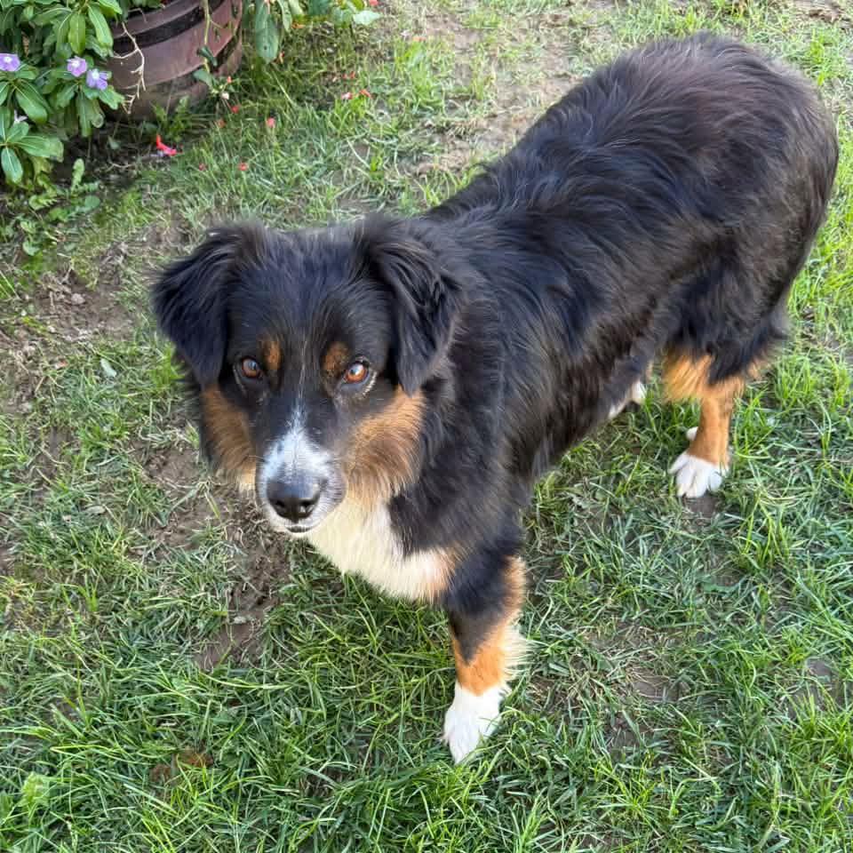 Enlarge RANGER, a Adoptable Australian Shepherd in Cadiz, OH image 3/3