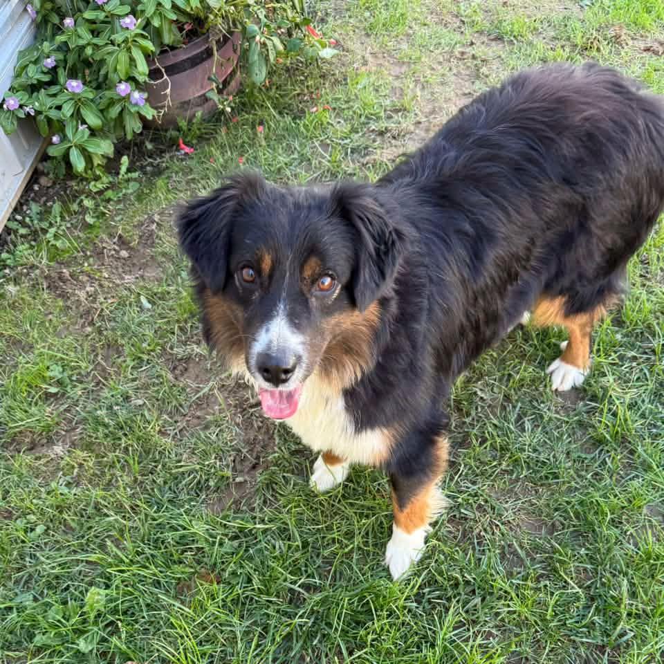 Enlarge RANGER, a Adoptable Australian Shepherd in Cadiz, OH image 2/3