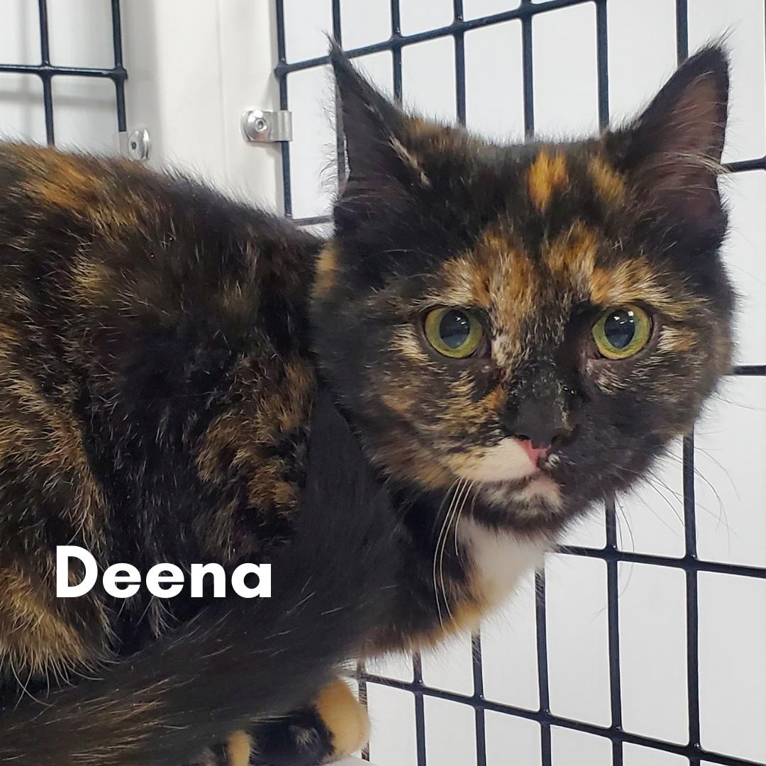 Deena, ADOPTABLE, Young Female Domestic Short Hair.