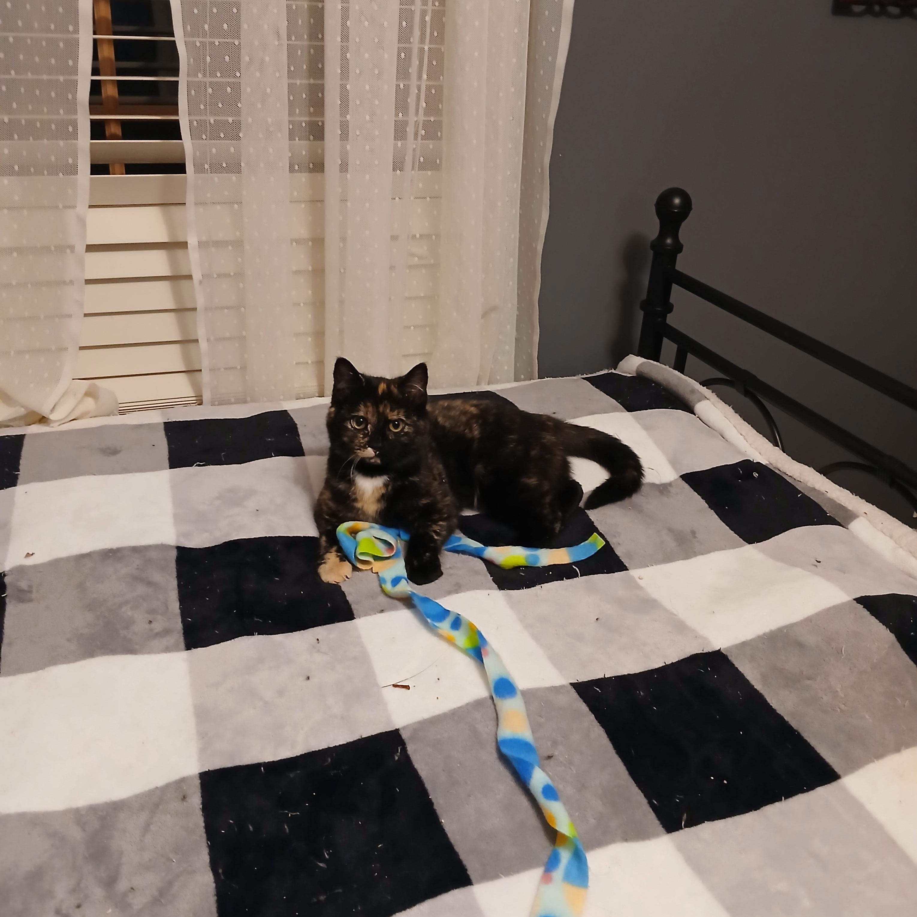 Deena, an adopted Domestic Short Hair in New Haven, CT image 2/3