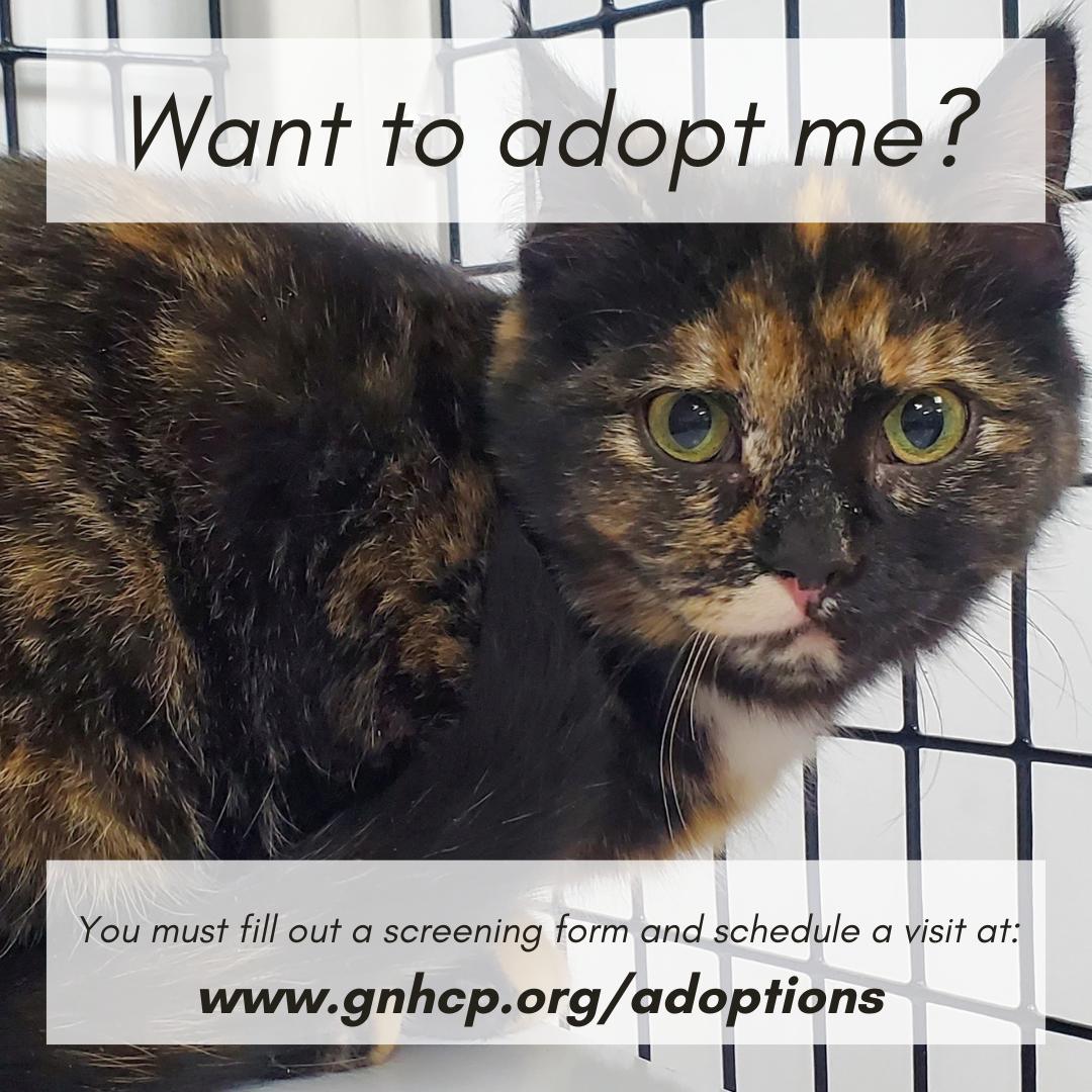Deena, an adopted Domestic Short Hair in New Haven, CT image 3/3