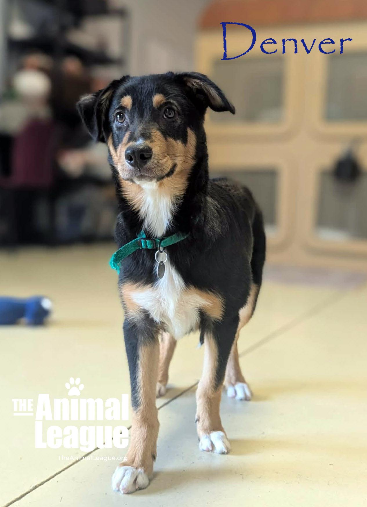 Enlarge Denver, a Adoptable mixed breed in Groveland, FL image 3/3