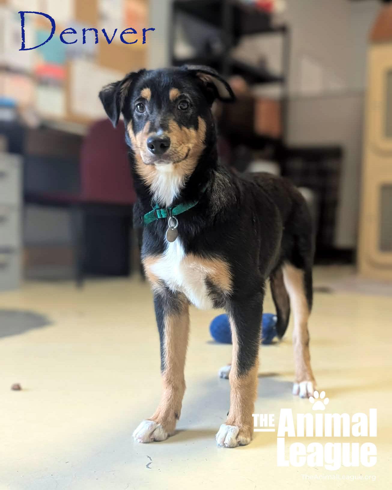 Denver, Adoptable, Puppy Male Australian Shepherd.