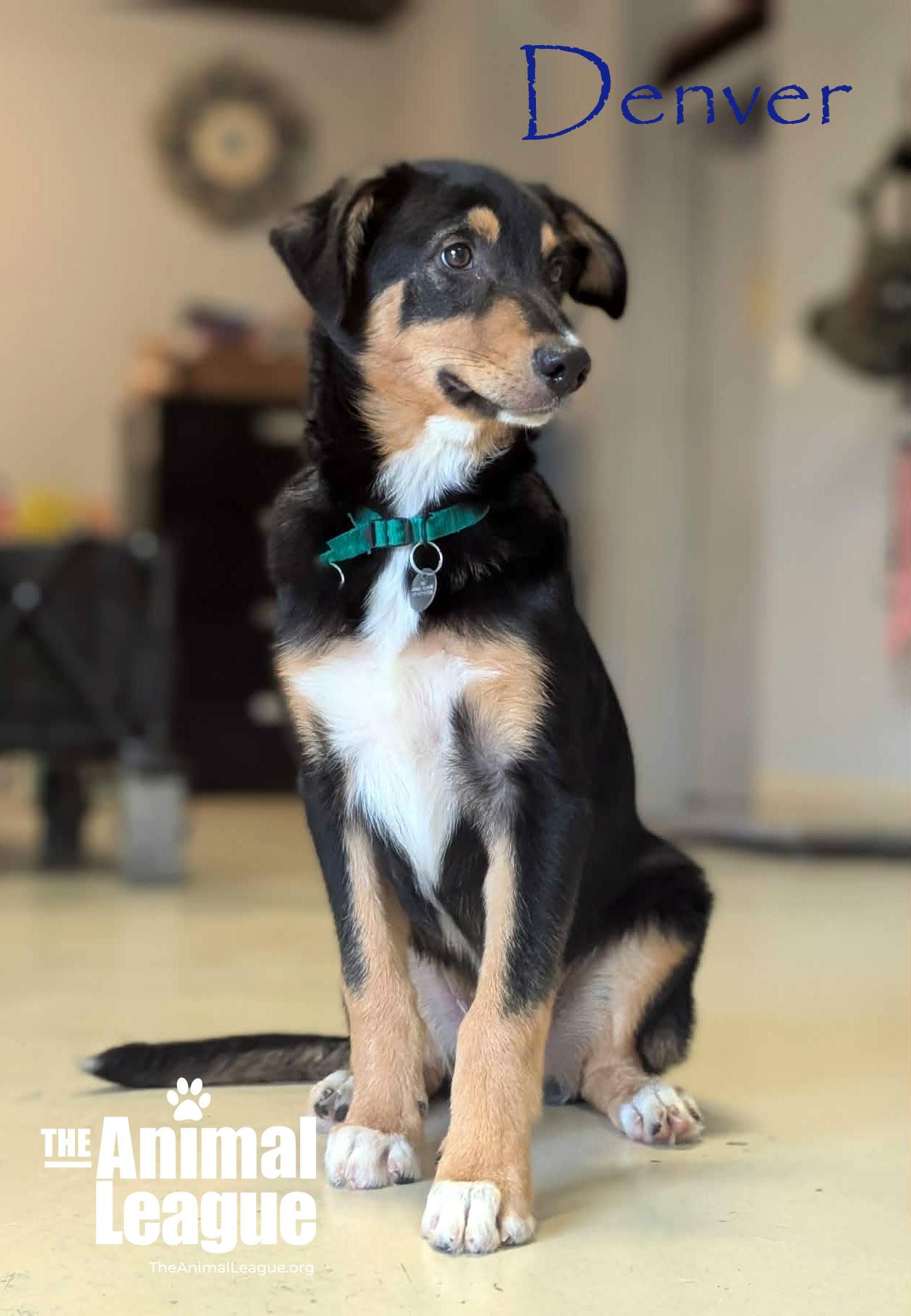 Enlarge Denver, a Adoptable mixed breed in Groveland, FL image 2/3