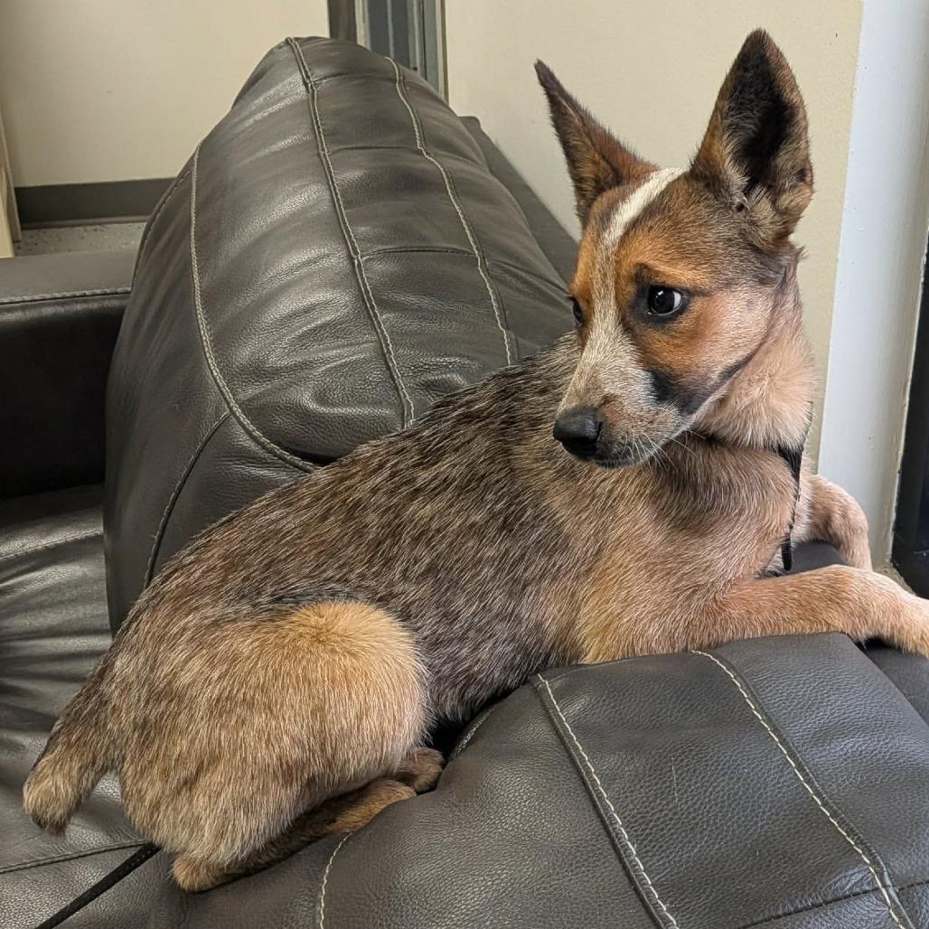 Enlarge Caroline, a Adoptable Cattle Dog in Marion, VA image 1/1