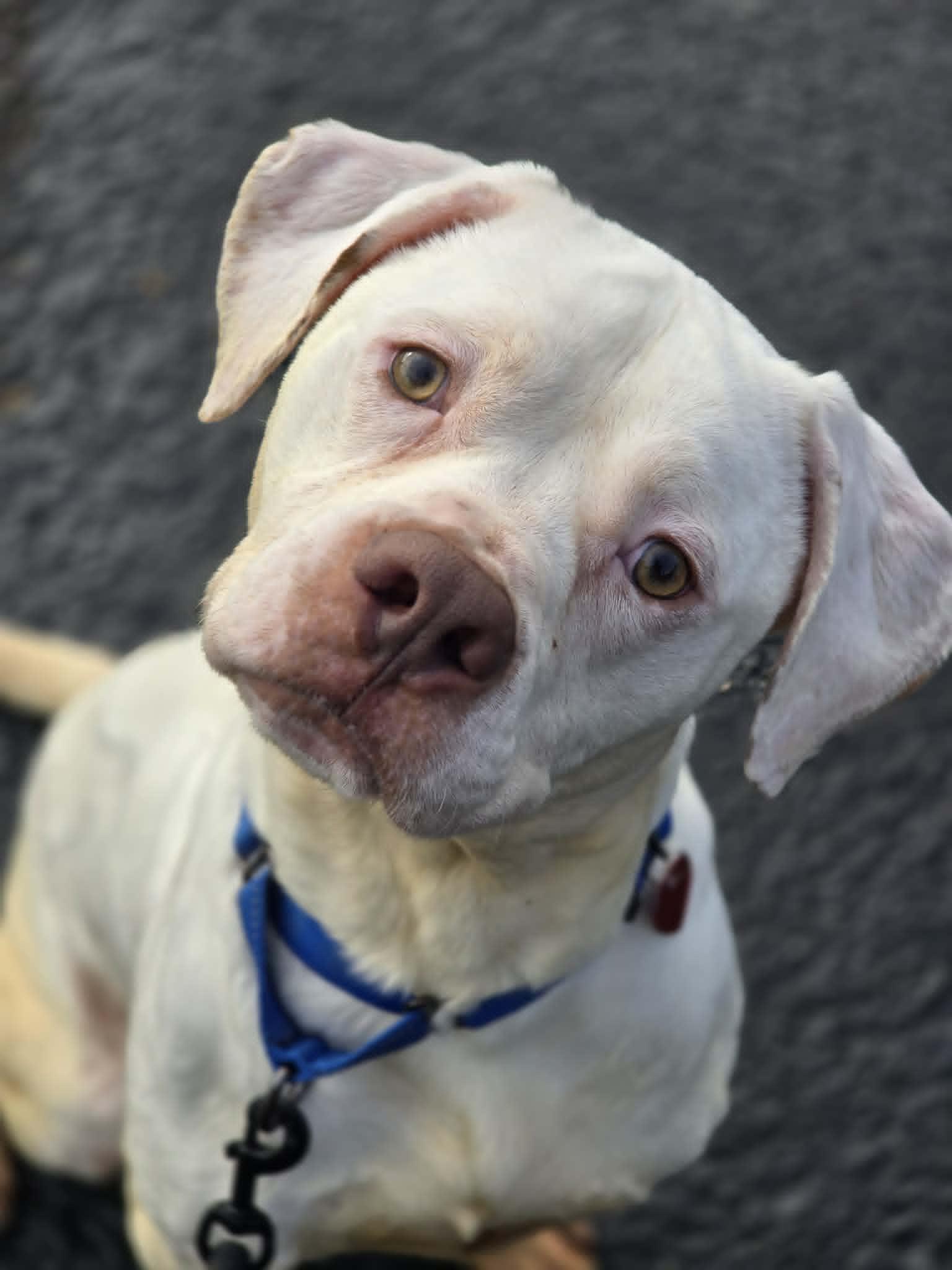 Ace, ADOPTABLE, Young Male Boxer & Mixed Breed.