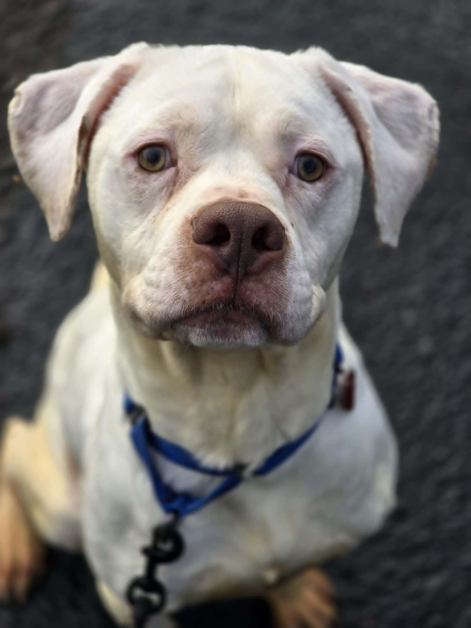 Enlarge Ace, a ADOPTABLE mixed breed in Grants Pass, OR image 2/2
