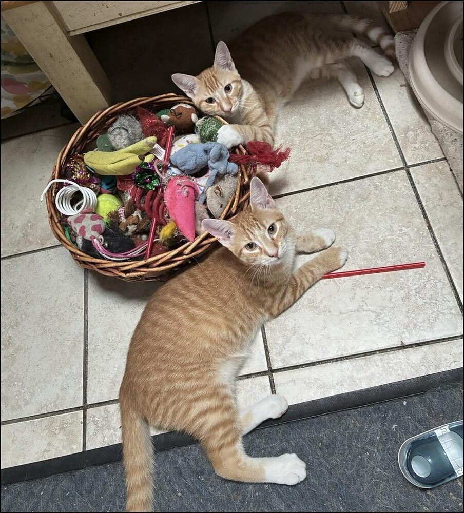 Sean, Adoptable, Kitten Male Tabby.