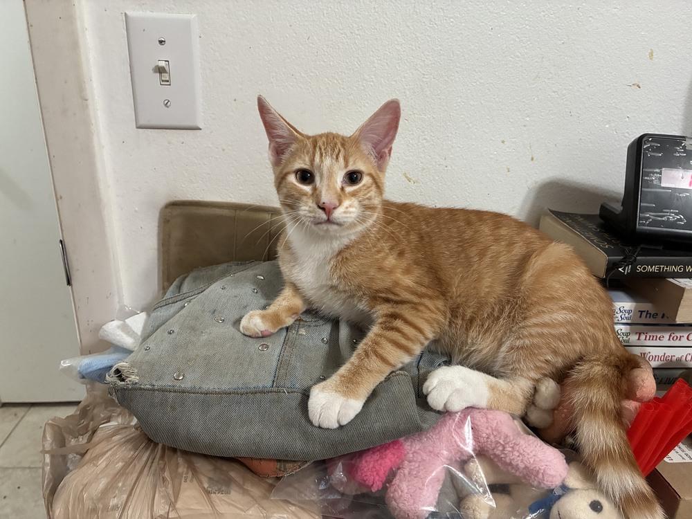 Sean, a Adoptable mixed breed in Orlando, FL image 2/6