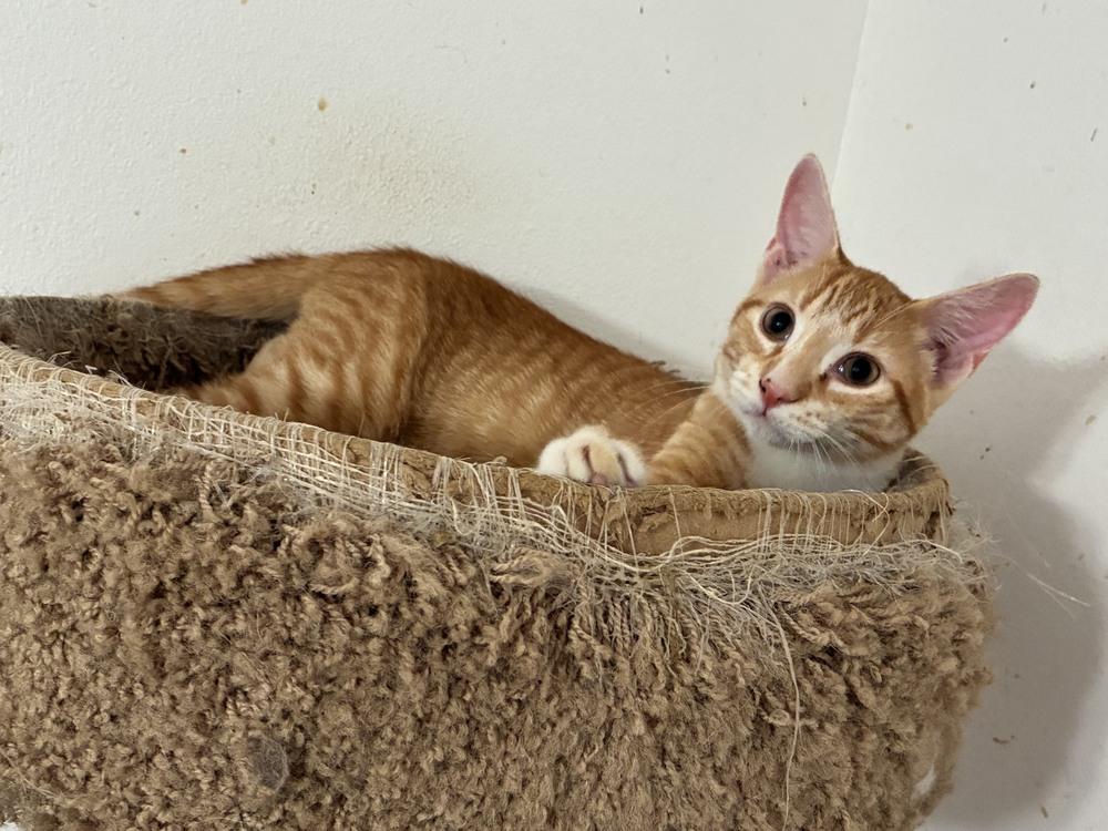 Sean, a Adoptable mixed breed in Orlando, FL image 3/6