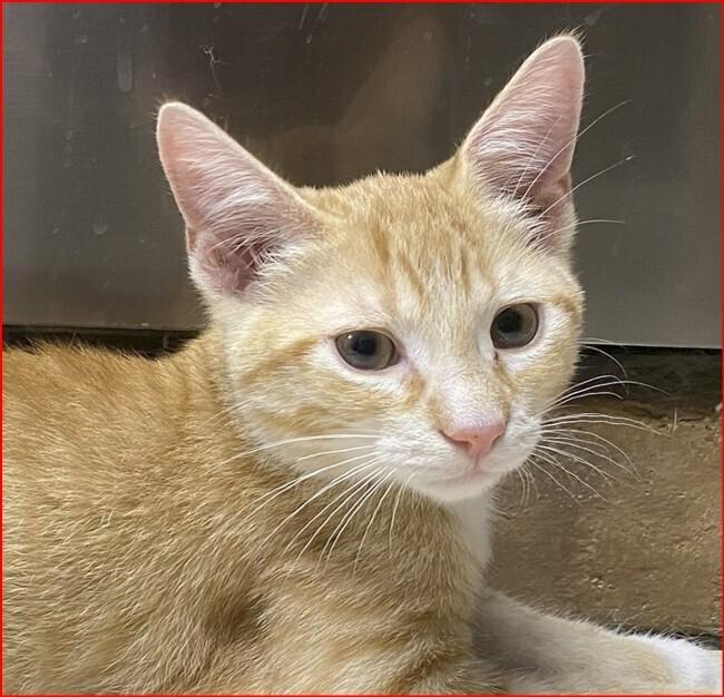 Sean, a Adoptable mixed breed in Orlando, FL image 4/6