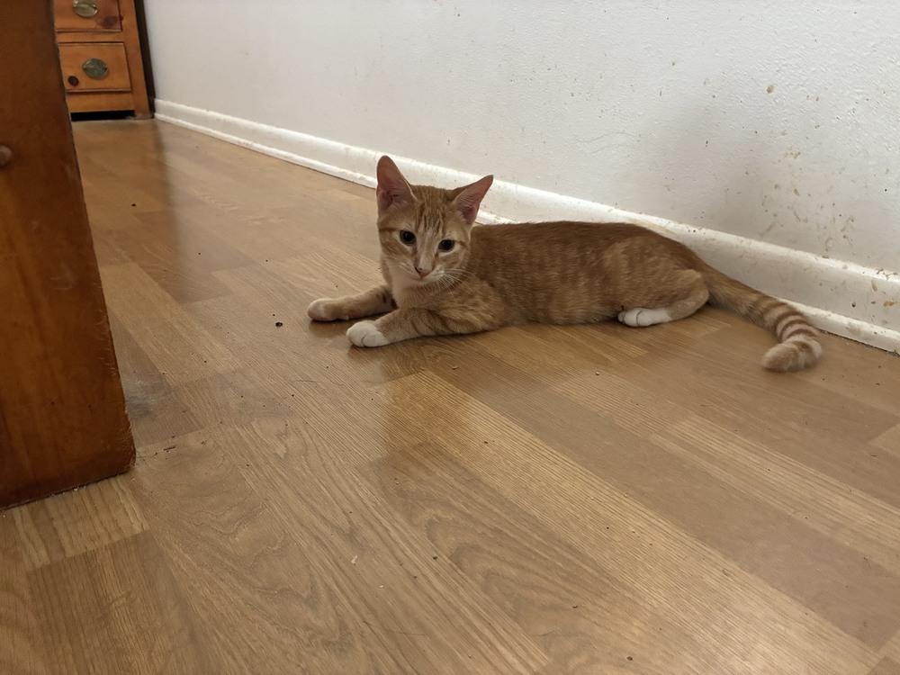 Sean, a Adoptable mixed breed in Orlando, FL image 5/6