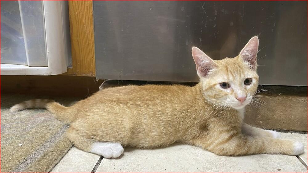 Sean, a Adoptable mixed breed in Orlando, FL image 6/6