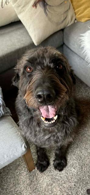 MAGGIE, Adoptable, Adult Female Labrador Retriever & Poodle.