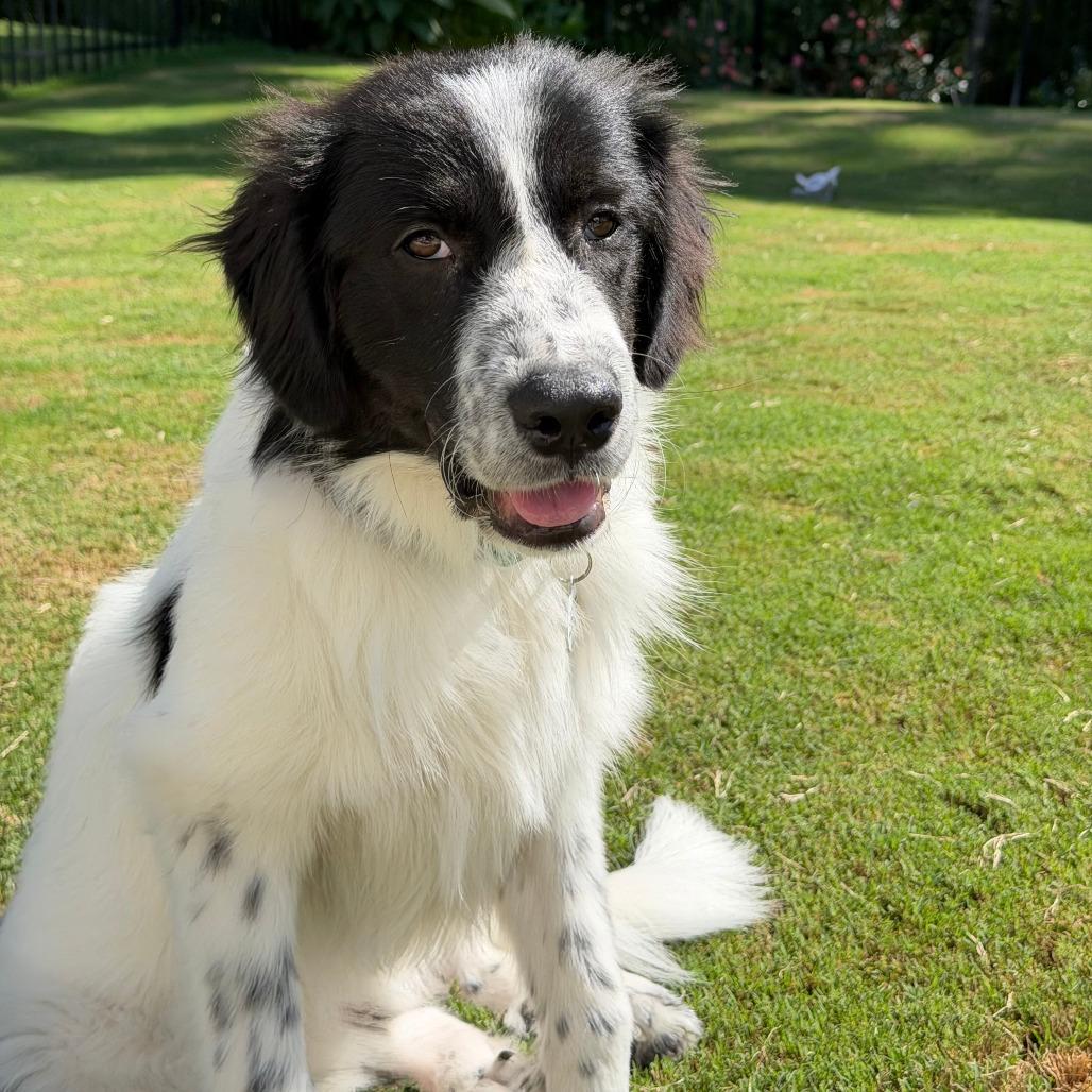 Sullivan, Adoptable, Young Male Golden Retriever & Great Pyrenees.