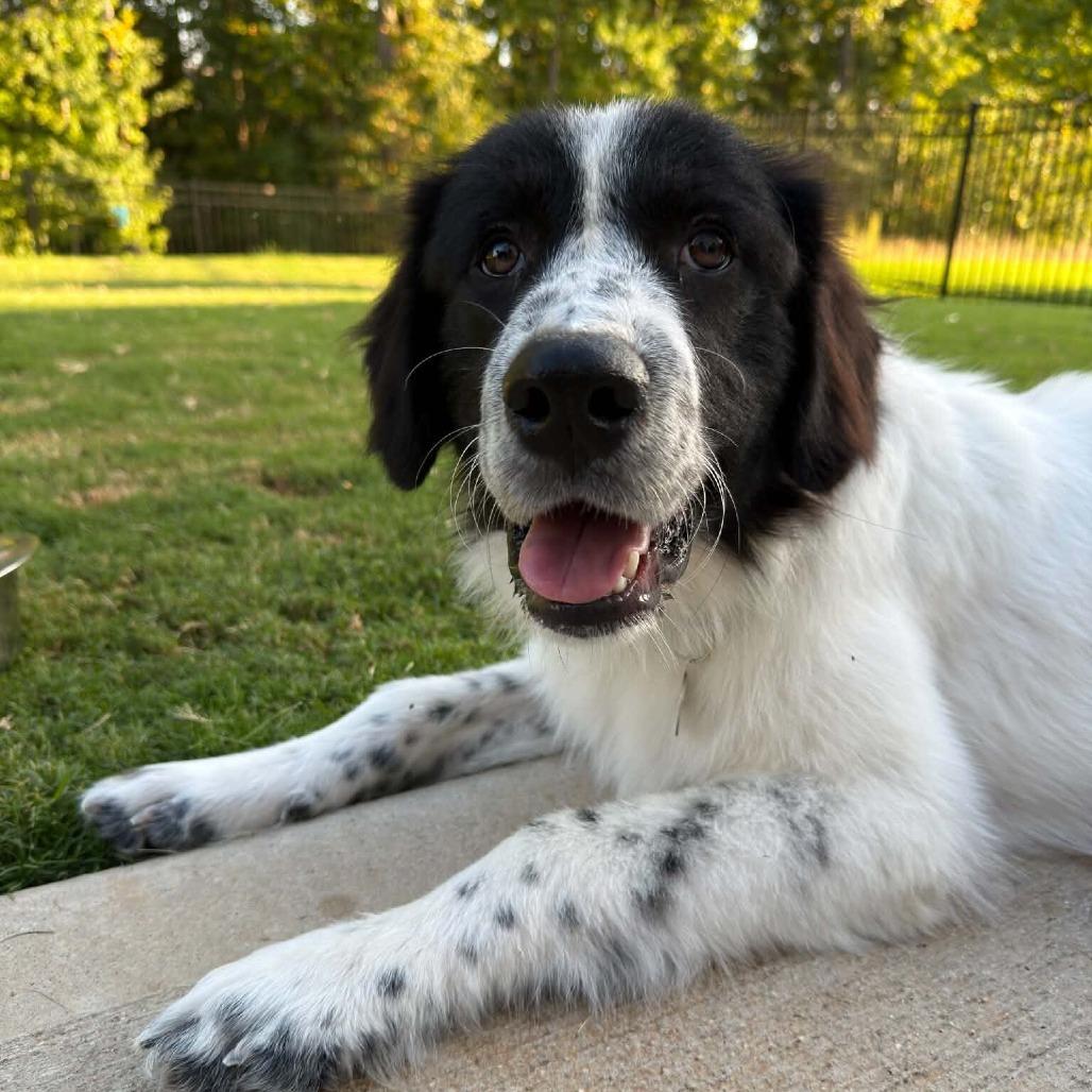 Enlarge Sullivan, a Adoptable mixed breed in Raleigh, NC image 2/3