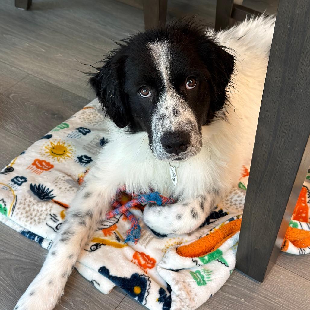 Enlarge Sullivan, a Adoptable mixed breed in Raleigh, NC image 3/3