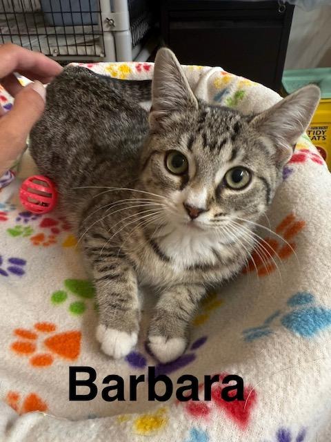 BARBARA, Adoptable, Young Female Domestic Short Hair.