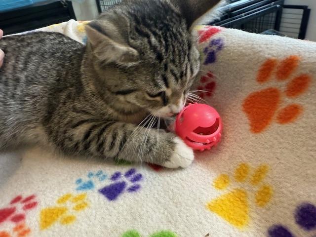 BARBARA, a Adoptable Domestic Short Hair in Millerstown, PA image 2/3