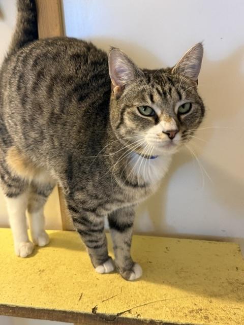 Enlarge BARBARA, an adopted Domestic Short Hair in Millerstown, PA image 2/6