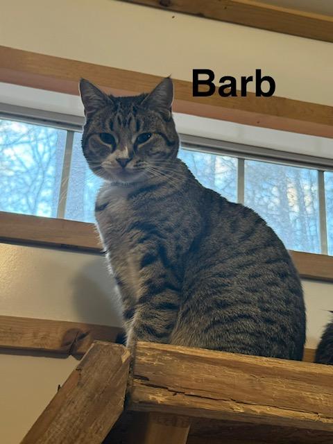 Enlarge BARBARA, an adopted Domestic Short Hair in Millerstown, PA image 3/6