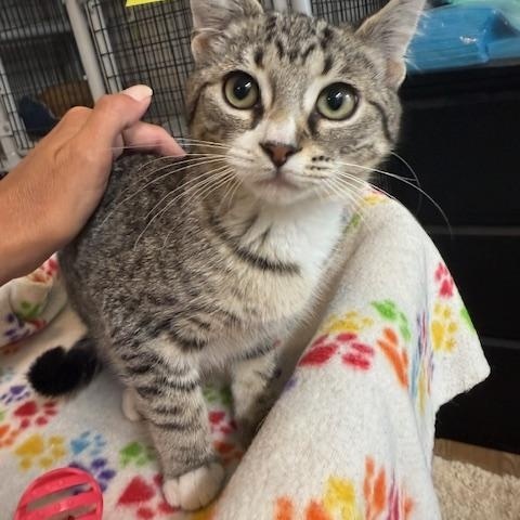 BARBARA, a Adoptable Domestic Short Hair in Millerstown, PA image 3/3