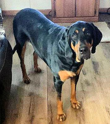 Enlarge Haley (OH), a ADOPTABLE Black and Tan Coonhound in Leawood, KS image 1/3