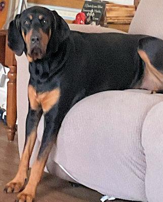 Enlarge Haley (OH), a ADOPTABLE Black and Tan Coonhound in Leawood, KS image 2/3