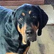 Enlarge Haley (OH), a ADOPTABLE Black and Tan Coonhound in Leawood, KS image 3/3