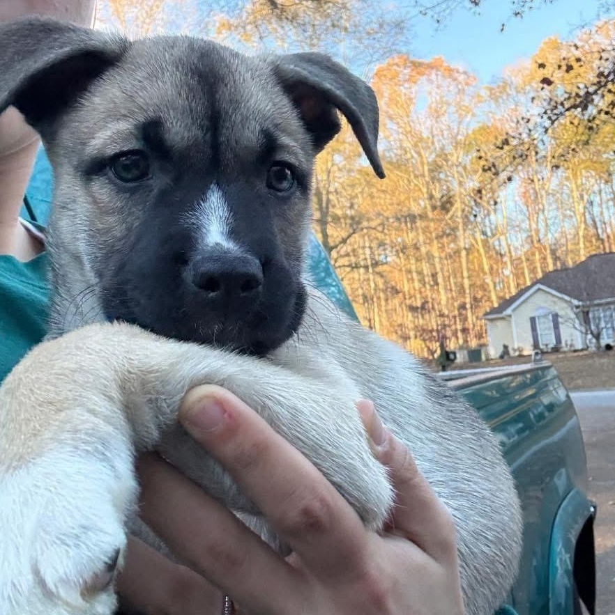 Enlarge Doll, a ADOPTABLE Mixed Breed in Yaphank, NY image 2/2