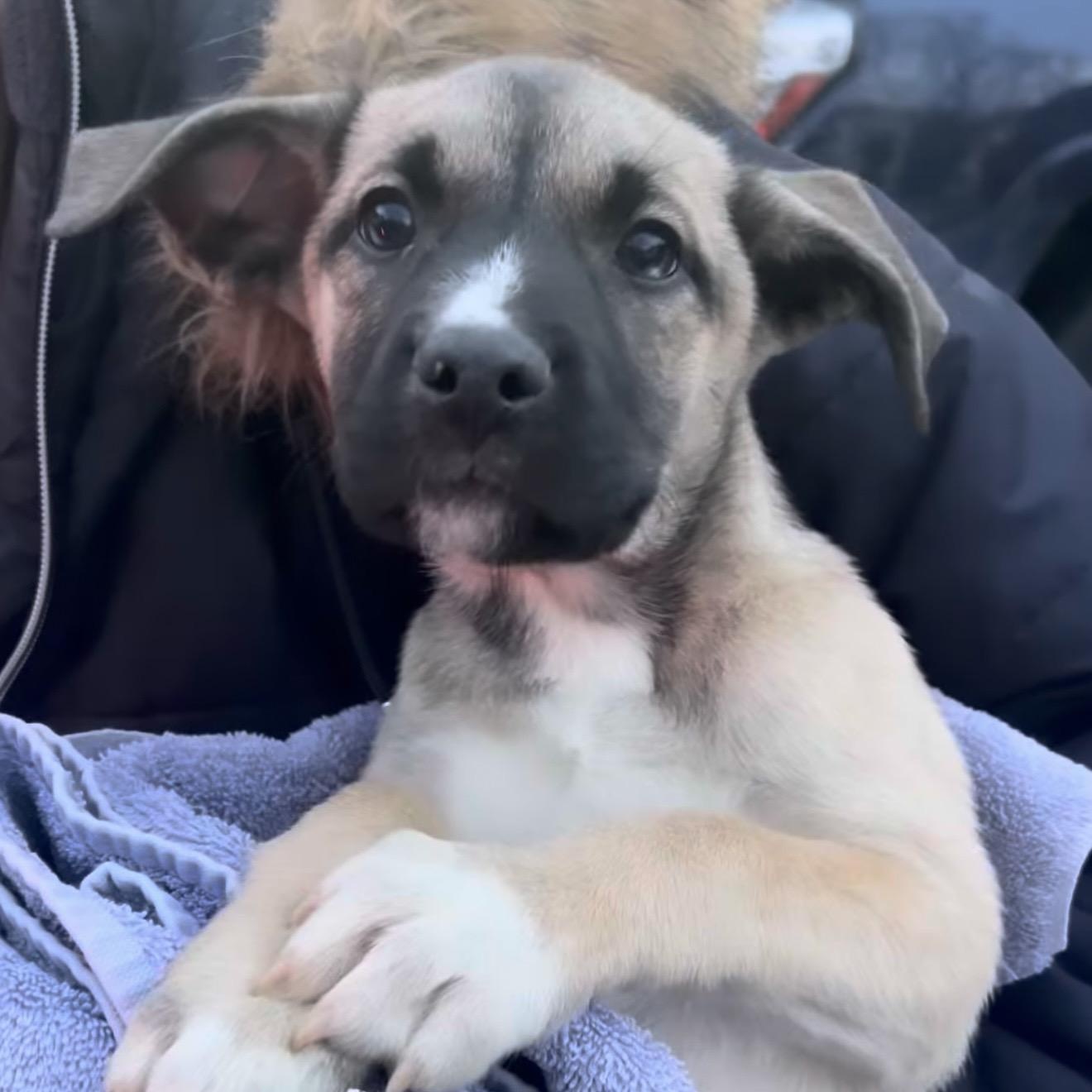 Doll, ADOPTABLE, Puppy Female Mixed Breed.