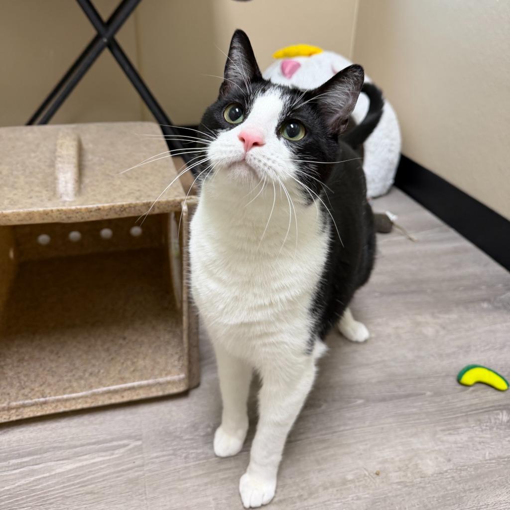 Enlarge Lucky, a Adoptable Domestic Short Hair in State College, PA image 1/2