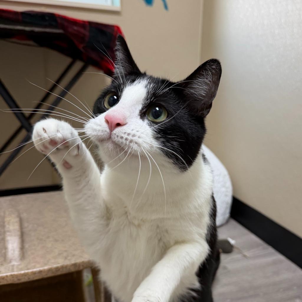 Enlarge Lucky, a Adoptable Domestic Short Hair in State College, PA image 2/2