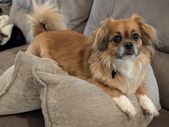 Enlarge Suki, a Adoptable mixed breed in Roseville, CA image 2/4