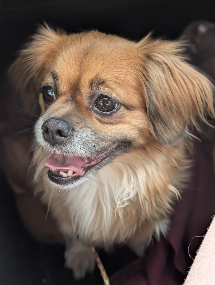 Enlarge Suki, a Adoptable mixed breed in Roseville, CA image 3/4