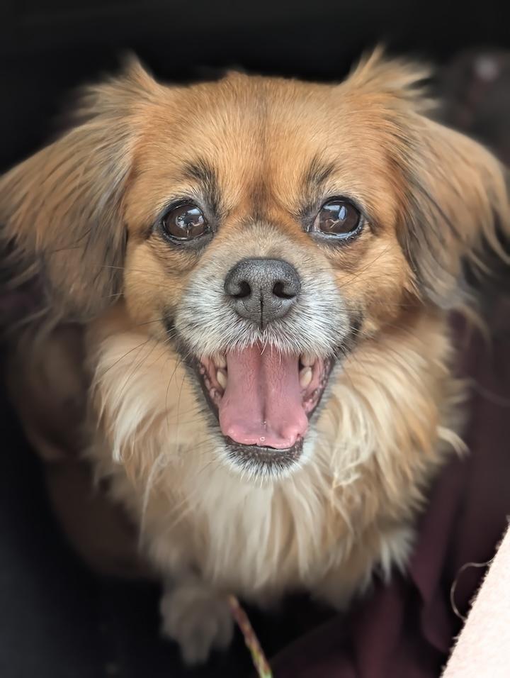 Enlarge Suki, a Adoptable mixed breed in Roseville, CA image 4/4