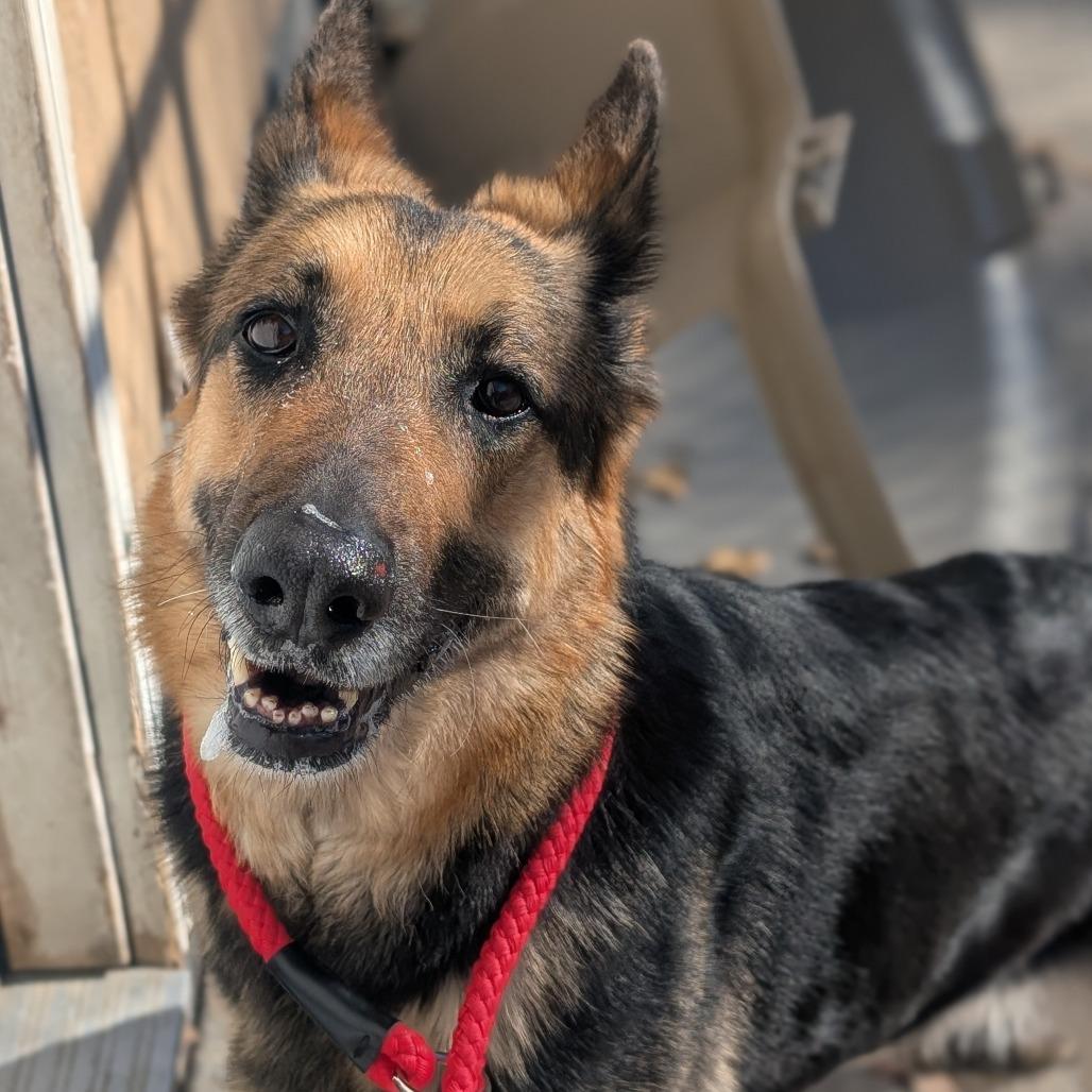 Enlarge Luna, a Adoptable German Shepherd Dog in Watertown, NY image 1/6