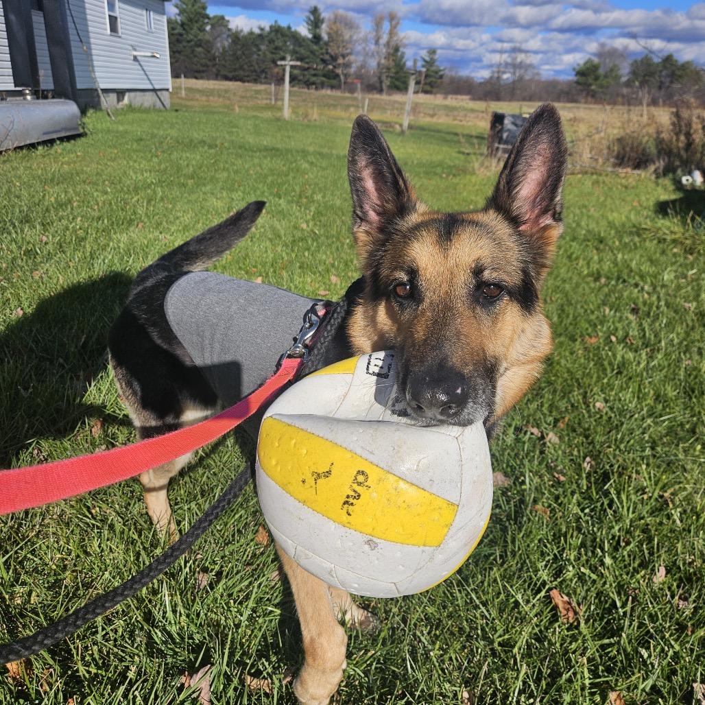 Enlarge Luna, a Adoptable German Shepherd Dog in Watertown, NY image 4/6