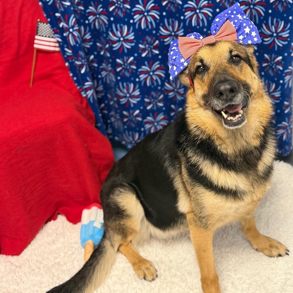 Luna, a Adoptable German Shepherd Dog in Watertown, NY image 5/6
