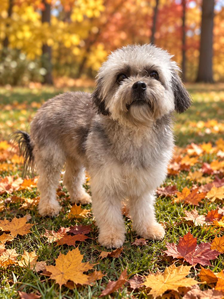 Mitzi photo
