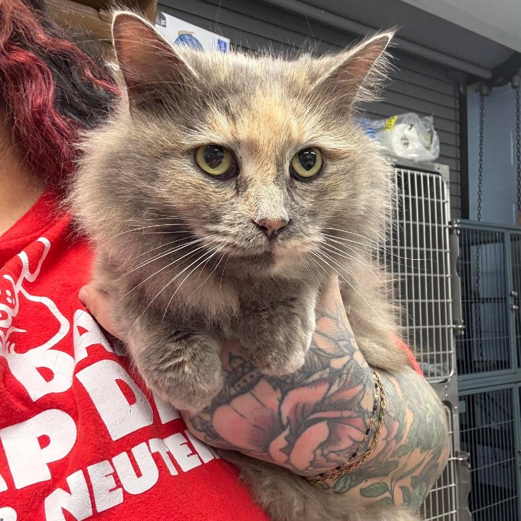 Enlarge Thumbelina, a Adoptable Domestic Long Hair in Martinsville, VA image 1/2