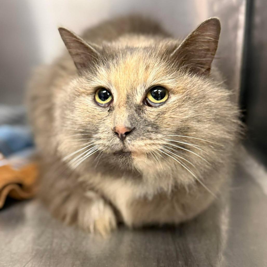 Enlarge Thumbelina, a Adoptable Domestic Long Hair in Martinsville, VA image 2/2